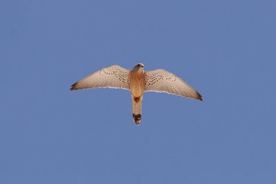 Lesser Kestrel, Timahdite, 2 April 2015-3286.jpg