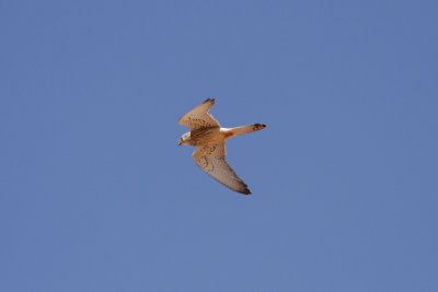 Lesser Kestrel, Timahdite, 2 April 2015-3293.jpg