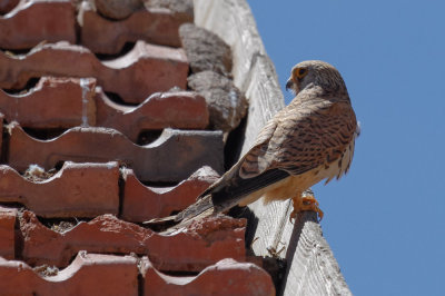 Lesser Kestrel, Timahdite, 2 April 2015-3298.jpg