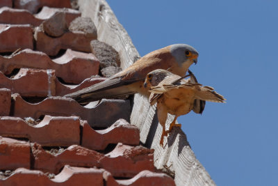 Lesser Kestrel, Timahdite, 2 April 2015-3312.jpg