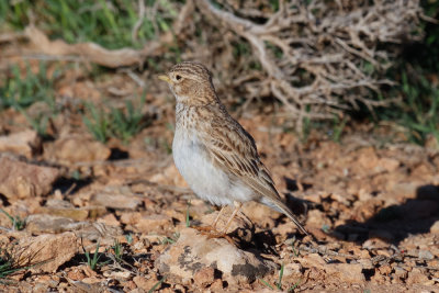 Lesser Short-toed Lark, near Zaida, 2 April 2015, low res-2774.jpg