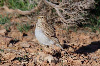 Lesser Short-toed Lark, near Zaida, 2 April 2015, low res-2781.jpg