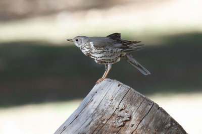 Mistle Thrush, Lac Aoua, 2 April 2015-3393.jpg