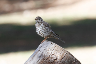 Mistle Thrush, Lac Aoua, 2 April 2015-3396.jpg