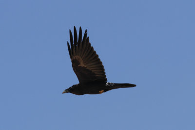 Raven, Atlas Mountains, 2 April 2015, low res-2877.jpg