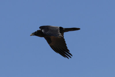 Raven, Atlas Mountains, 2 April 2015, low res-2878.jpg