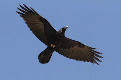 Raven, Atlas Mountains, 2 April 2015, low res-2884.jpg