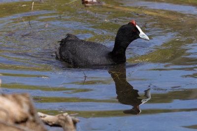 Red-knobbed Coot, Lac Aoua,  2 April 2015, low res-3334.jpg