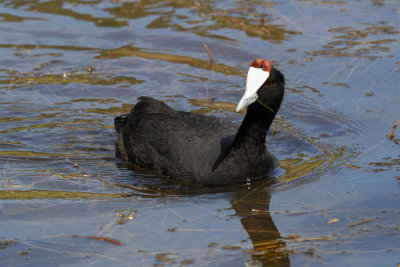 Red-knobbed Coot, Lac Aoua,  2 April 2015, low res-3335.jpg