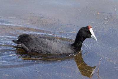 Red-knobbed Coot, Lac Aoua,  2 April 2015, low res-3337.jpg