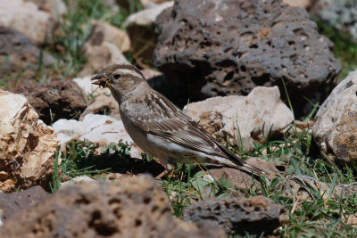 Rock Sparrow, Atlas Mountains, 2 April 2015, low res-3156.jpg