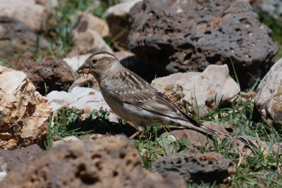 Rock Sparrow, Atlas Mountains, 2 April 2015, low res-3157.jpg