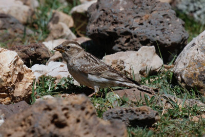 Rock Sparrow, Atlas Mountains, 2 April 2015, low res-3158.jpg