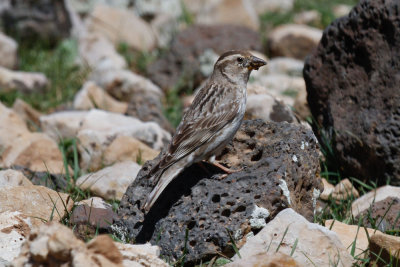 Rock Sparrow, Atlas Mountains, 2 April 2015, low res-3159.jpg