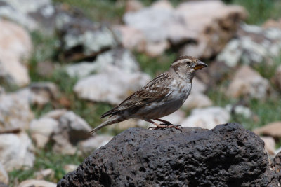 Rock Sparrow, Atlas Mountains, 2 April 2015, low res-3166.jpg