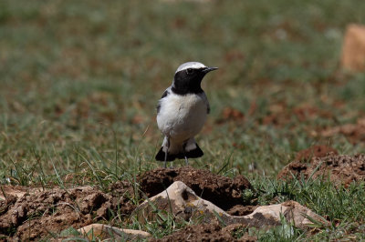 Seebohm's Wheatear, Atlas Mountains, 2 April 2015, low res-2824.jpg