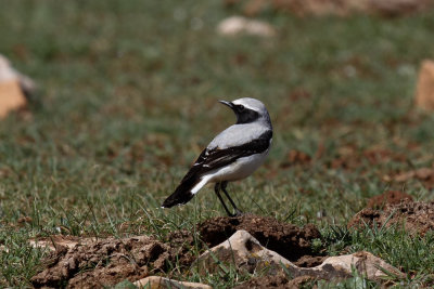 Seebohm's Wheatear, Atlas Mountains, 2 April 2015, low res-2825.jpg