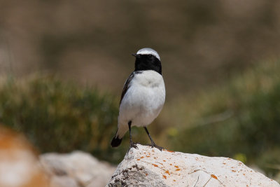 Seebohm's Wheatear, Atlas Mountains, 2 April 2015, low res-2839.jpg