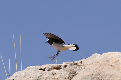 Seebohm's Wheatear, Atlas Mountains, 2 April 2015, low res-2901.jpg