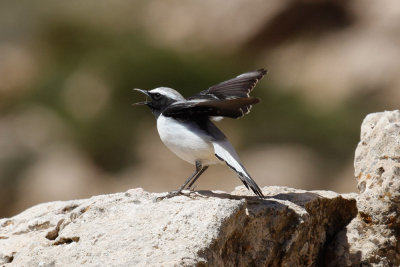 Seebohm's Wheatear, Atlas Mountains, 2 April 2015, low res-2907.jpg