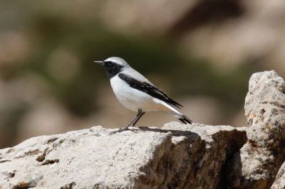 Seebohm's Wheatear, Atlas Mountains, 2 April 2015, low res-2911.jpg