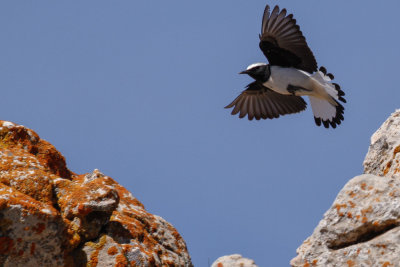 Seebohm's Wheatear, Atlas Mountains, 2 April 2015, low res-2932.jpg