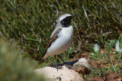 Seebohm's Wheatear, Atlas Mountains, 2 April 2015, low res-2964.jpg