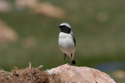 Seebohm's Wheatear, Atlas Mountains, 2 April 2015, low res-2998.jpg
