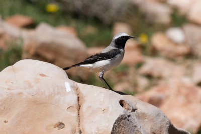 Seebohm's Wheatear, Atlas Mountains, 2 April 2015, low res-3005.jpg