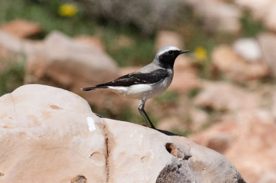 Seebohm's Wheatear, Atlas Mountains, 2 April 2015, low res-3007.jpg