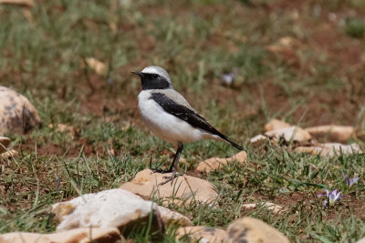 Seebohm's Wheatear, Atlas Mountains, 2 April 2015, low res-3078.jpg