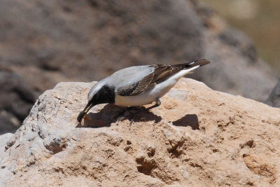 Seebohm's Wheatear, Atlas Mountains, 2 April 2015, low res-3206.jpg