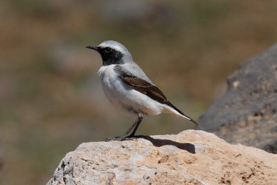 Seebohm's Wheatear, Atlas Mountains, 2 April 2015, low res-3218.jpg