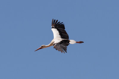 White Stork, Timahdite, 2 April 2015-3320.jpg