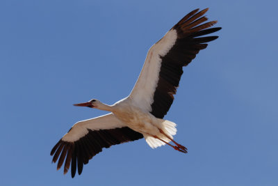 White Stork, Timahdite, 2 April 2015-3324.jpg