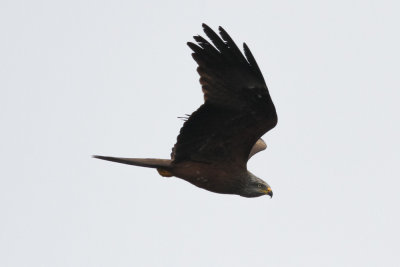 Black Kite, Lac di Sidi Bourhaba, 3 April 2015-3463.jpg