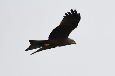 Black Kite, Lac di Sidi Bourhaba, 3 April 2015-3467.jpg