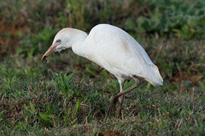 Cattle Egret, Merja Zerga, 3 April 2015 -3593.jpg