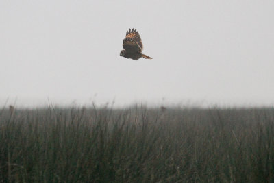 Marsh Owl, Merja Zerga, 3 April 2015-3545.jpg