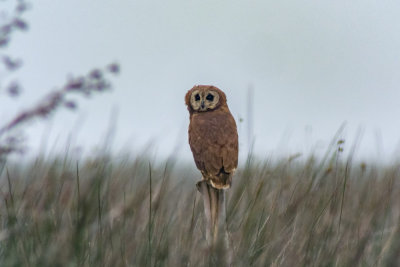 Marsh Owl, Merja Zerga, 3 April 2015-7182.jpg