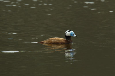 White-headed Duck, Lac de Sidi-Bourhaba, 3 April 2015 -3478.jpg