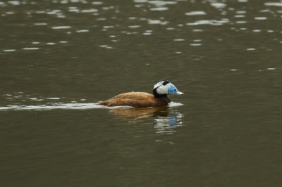 White-headed Duck, Lac de Sidi-Bourhaba, 3 April 2015 -3480.jpg