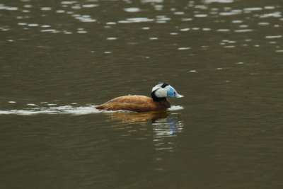 White-headed Duck, Lac de Sidi-Bourhaba, 3 April 2015 -3481.jpg