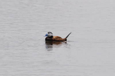 White-headed Duck, Lac de Sidi-Bourhaba, 3 April 2015 -3515.jpg