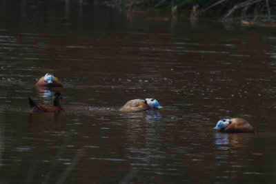 White-headed Duck, Lac de Sidi-Bourhaba, 3 April 2015 -3528.jpg