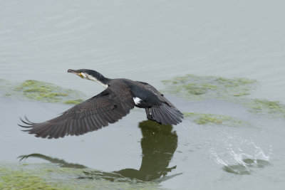 Cormorant, Essaouira, 4 April 2015 -3804.jpg