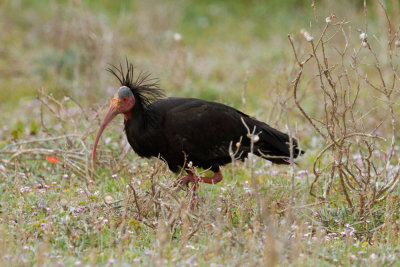 Bald Ibis, near Tamri, 5 April 2015 -3899.jpg