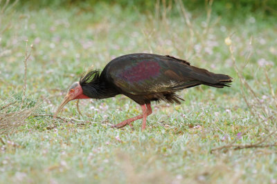 Bald Ibis, near Tamri, 5 April 2015 -3915.jpg