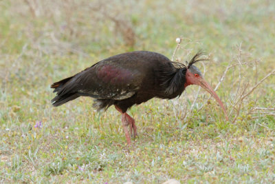 Bald Ibis, near Tamri, 5 April 2015 -3925.jpg