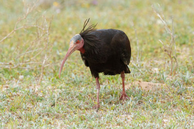 Bald Ibis, near Tamri, 5 April 2015 -3930.jpg